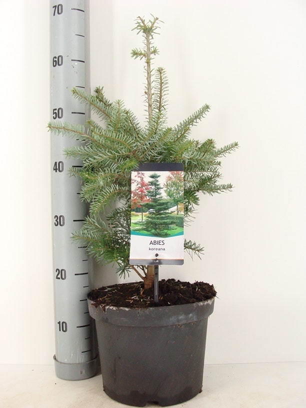 Koreaanse zilverspar (Abies koreana)