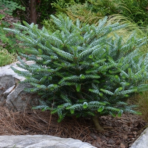 Koreaanse Zilverspar (Abies koreana 'Silberlocke')