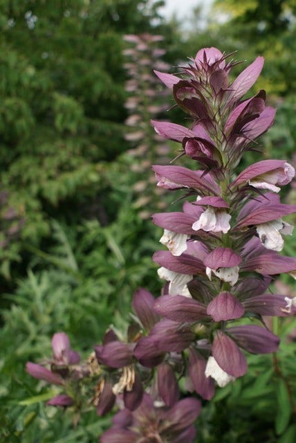 Stekelige bereklauw (Acanthus hungaricus)