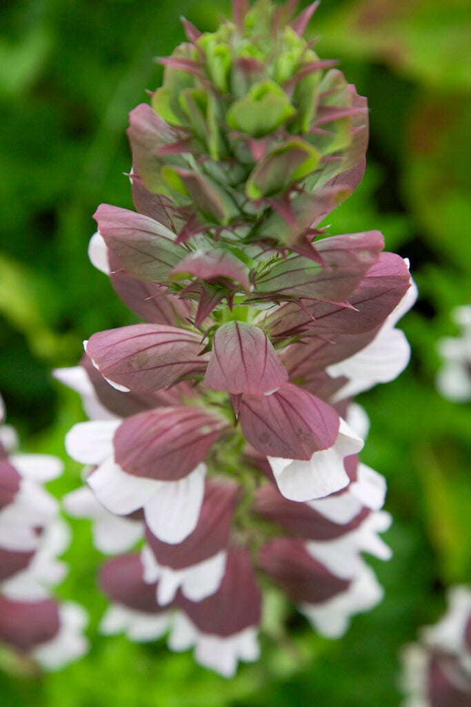 Stekelige bereklauw (Acanthus hungaricus 'White Lips')