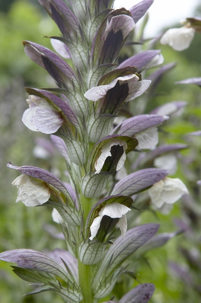 Stekelige berenklauw (Acanthus mollis)