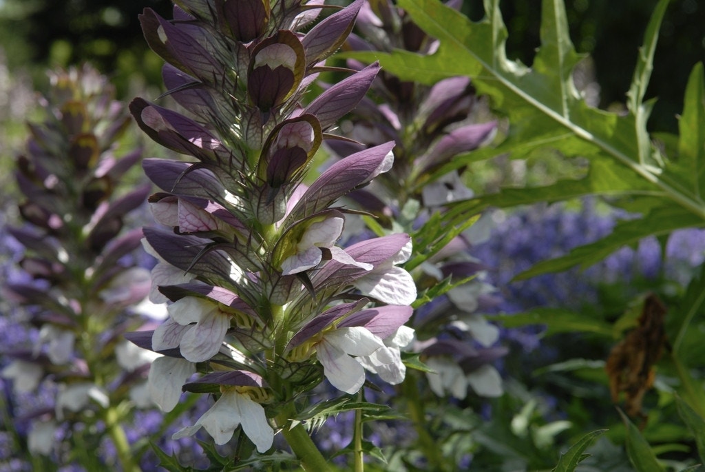 Bereklauw (Acanthus spinosus)