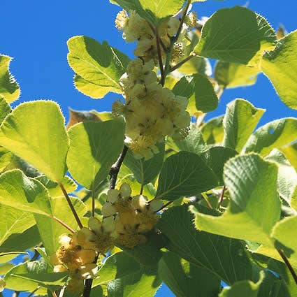 Kiwiplant (Actinidia deliciosa 'Boskoop')