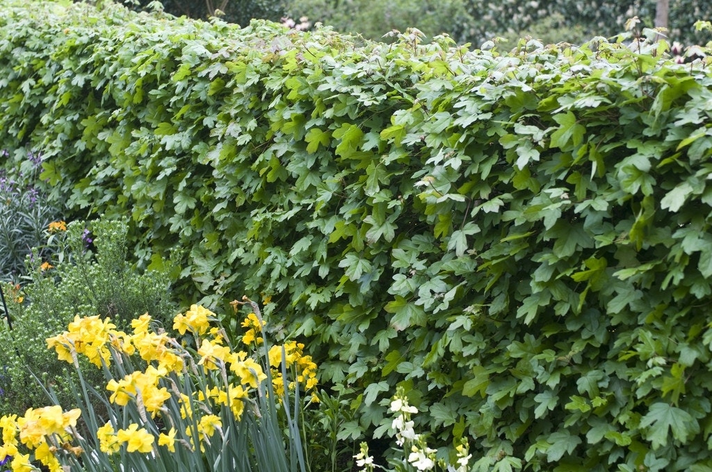 Veldesdoorn als haag (Acer campestre)