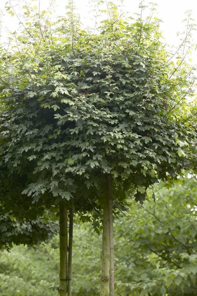 Bolesdoorn (Acer campestre 'Nanum')