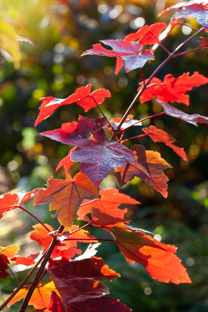 Rode esdoorn (Acer rubrum 'Fairview Flame')