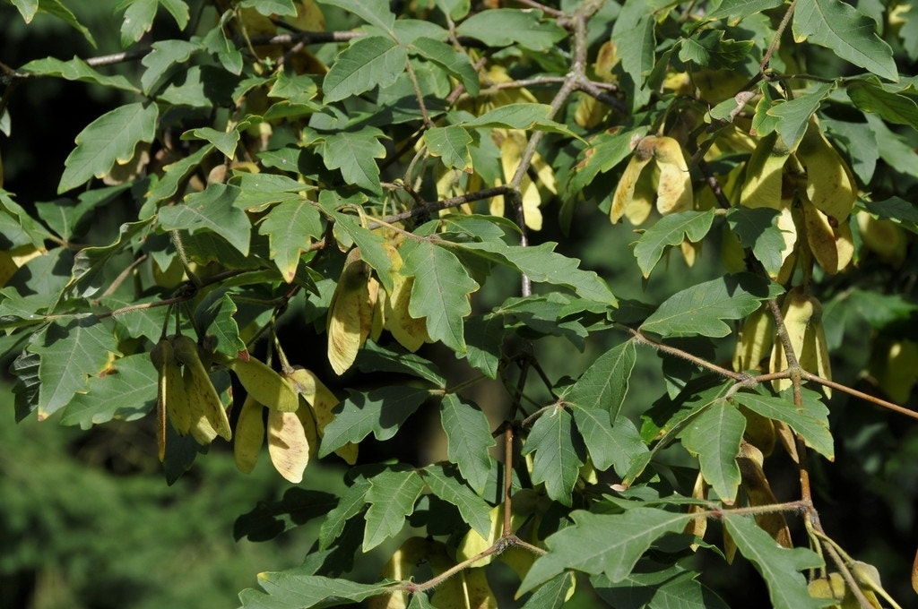 Papieresdoorn (Acer griseum)