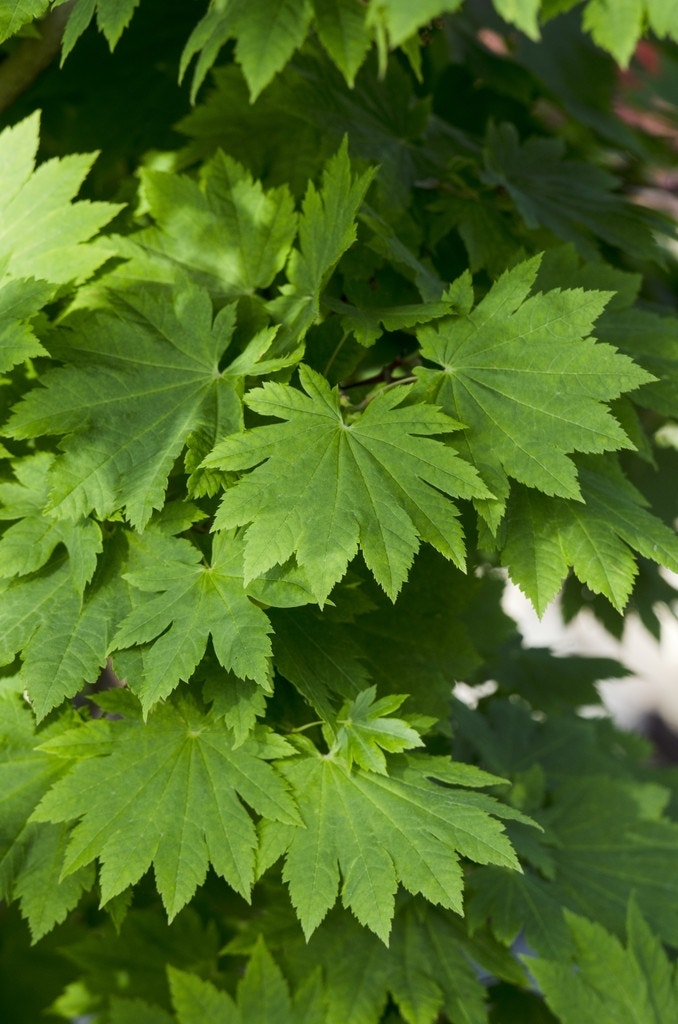 Japanse esdoorn (Acer japonicum 'Vitifolium')