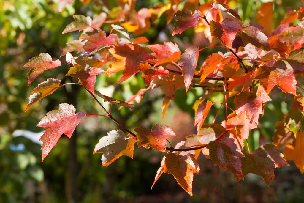 Rode Esdoorn (Acer Rubrum 'October Glory')