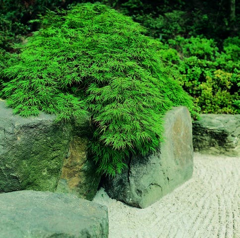 Japanse esdoorn (Acer palmatum 'Dissectum')