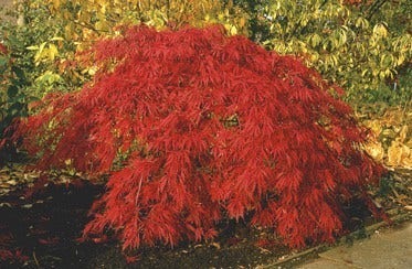 Japanse esdoorn (Acer palmatum 'Inabe-shidare')