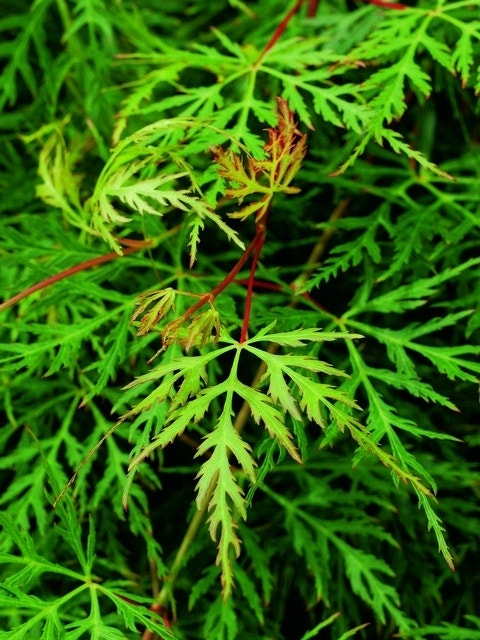 Japanse esdoorn (Acer palmatum 'Emerald Lace')