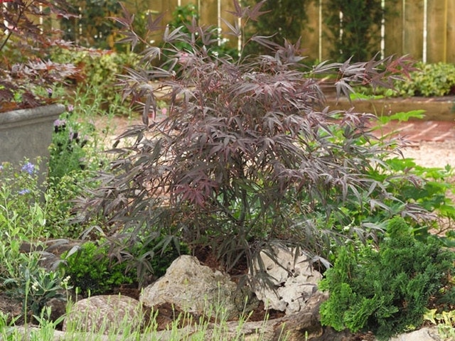 Japanse esdoorn (Acer palmatum 'Enkan')