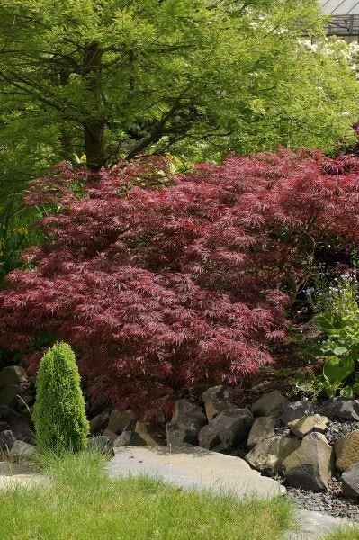 Japanse Esdoorn  (Acer palmatum 'Garnet')