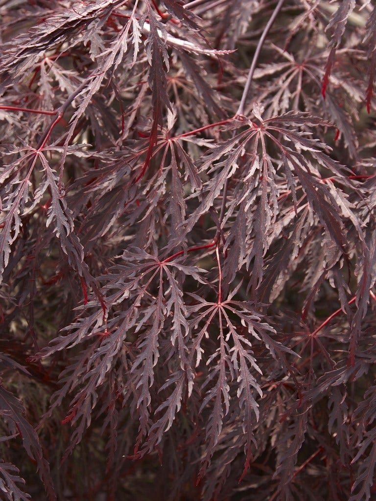 Japanse esdoorn op stam (Acer palmatum 'Inabe Shidare')