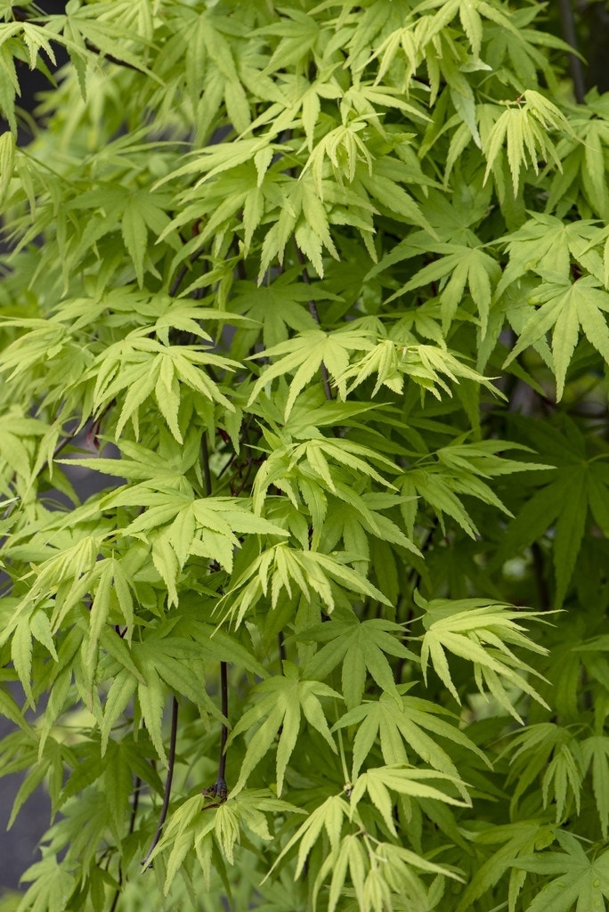 Japanse esdoorn (Acer palmatum 'Ryusen')