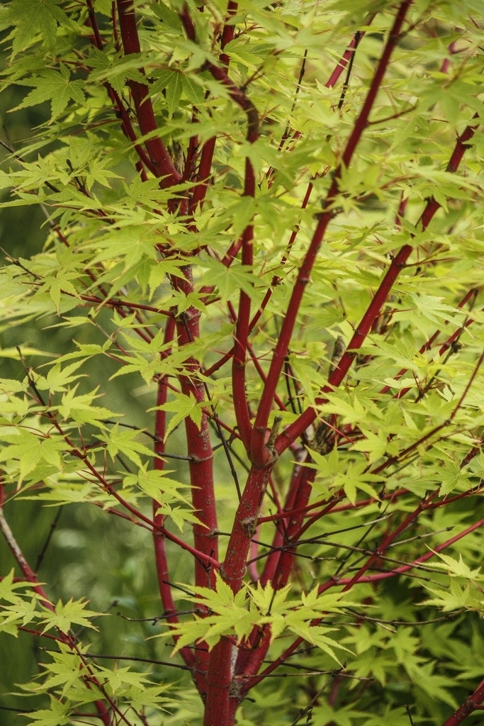 Japanse esdoorn (Acer palmatum 'Sangokaku')