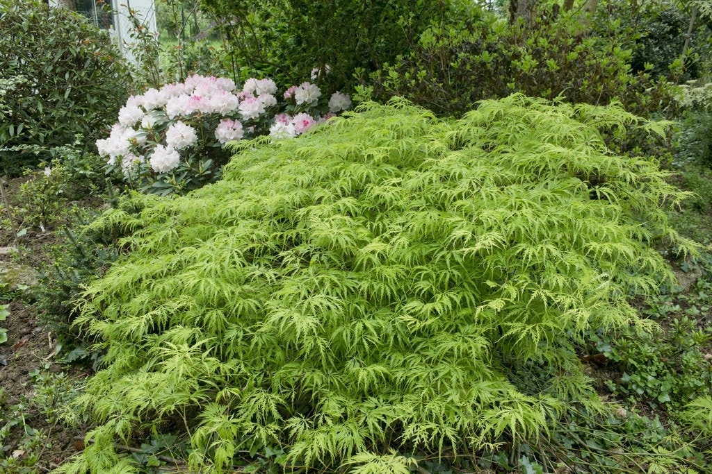 Japanse esdoorn (Acer palmatum 'Viridis')