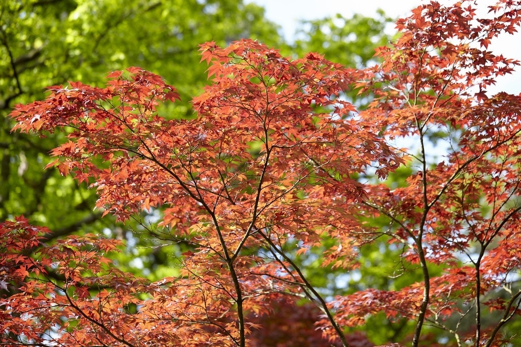 Japanse esdoorn (Acer palmatum)