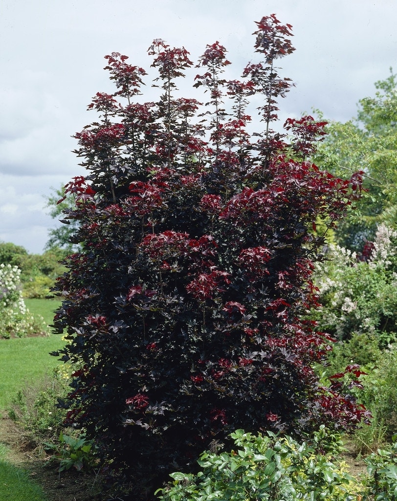 Rode Esdoorn beveerd (Acer platanoides 'Crimson Sentry')