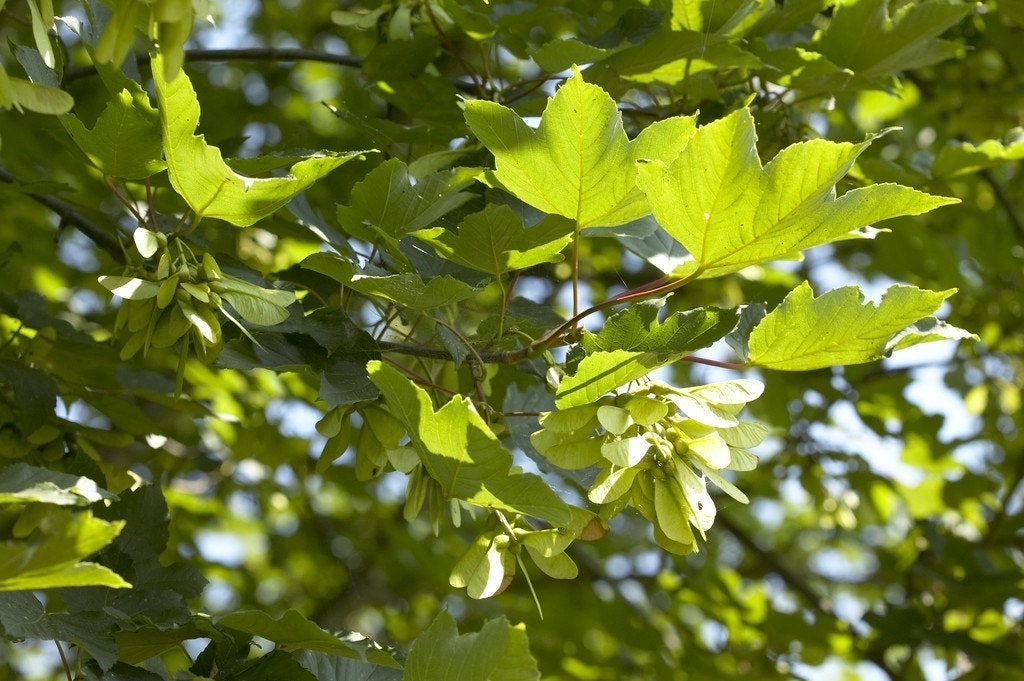 Esdoorn (Acer pseudoplatanus 'Spaethii')