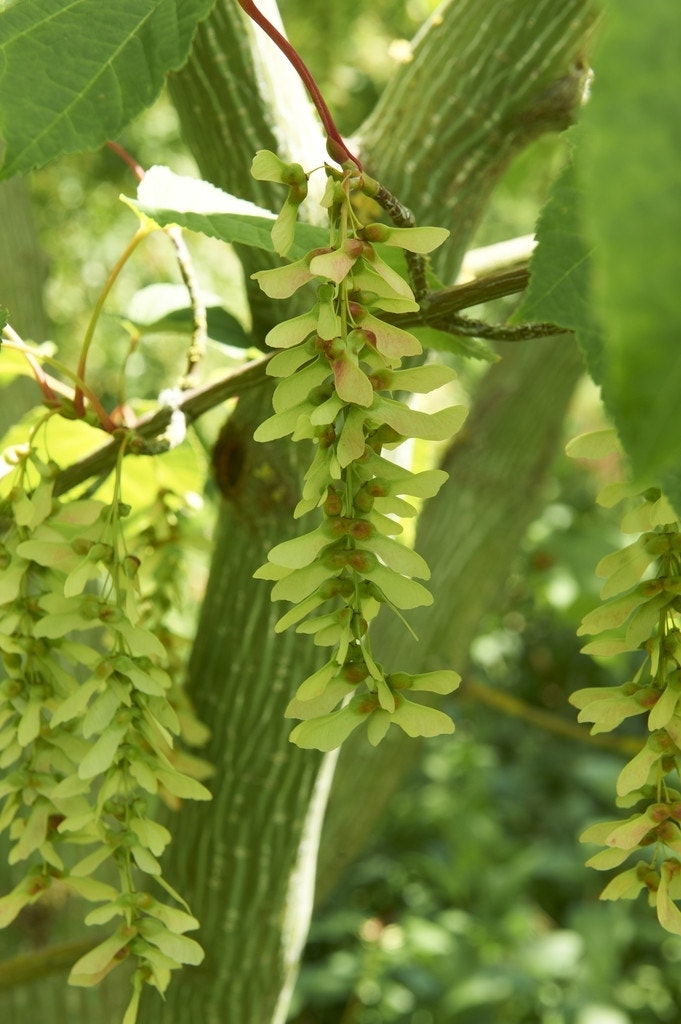 Slangenbast esdoorn als boom (Acer capillipes)