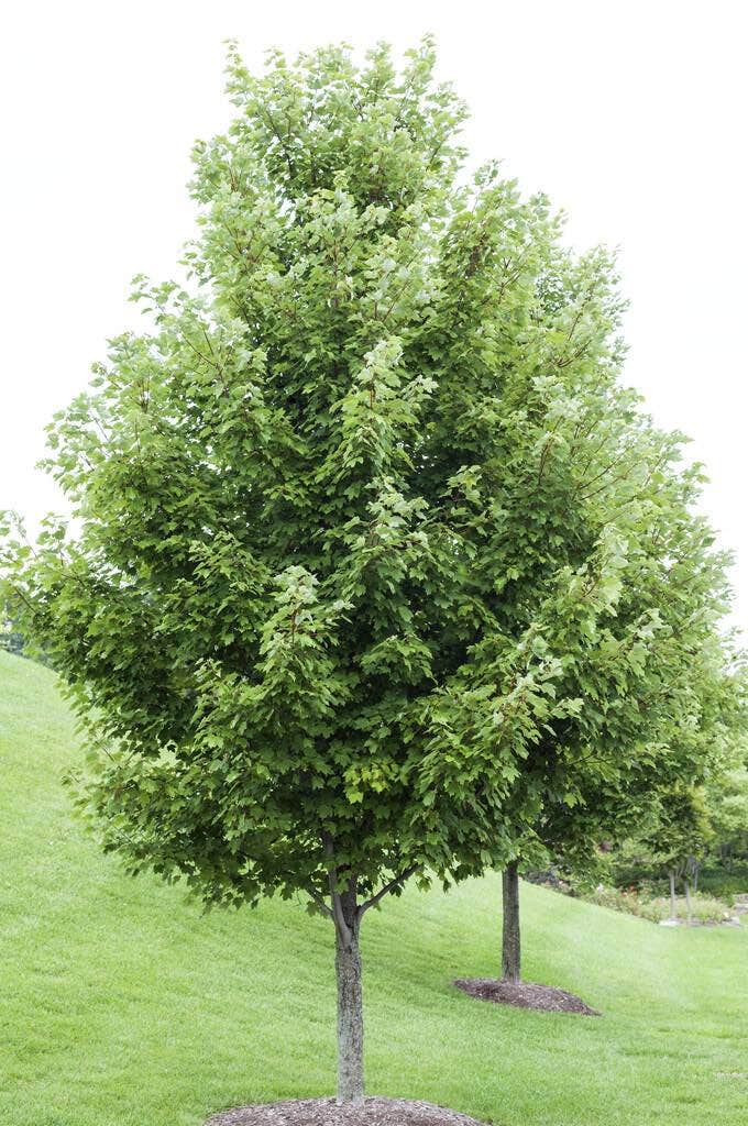 Rode Esdoorn (Acer rubrum)