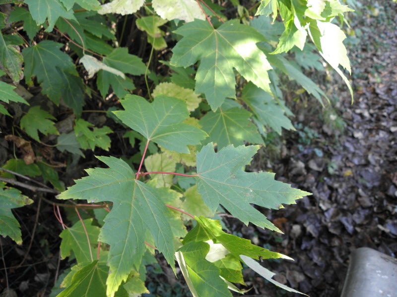 Zilver Esdoorn (Acer saccharinum)