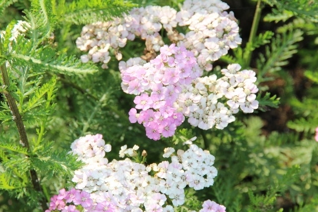 Duizendblad (Achillea millefolium 'Apfelblüte' )