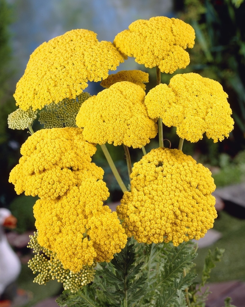 Duizendblad (Achillea filipendulina 'Cloth of Gold')