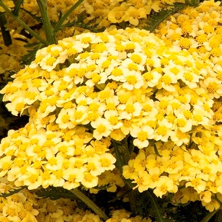 Duizendblad (Achillea millefolium 'Sunny Seduction')