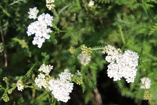 Duizendblad (Achillea millefolium)