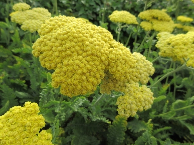 Duizendblad (Achillea 'Moonshine')