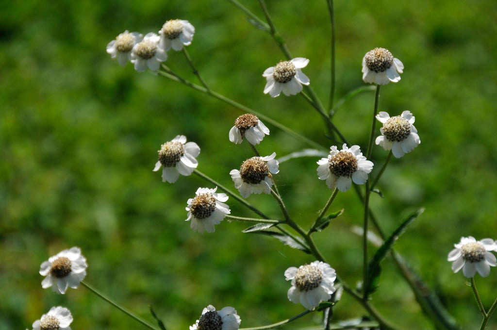 Wilde bertram (Achillea ptarmica)