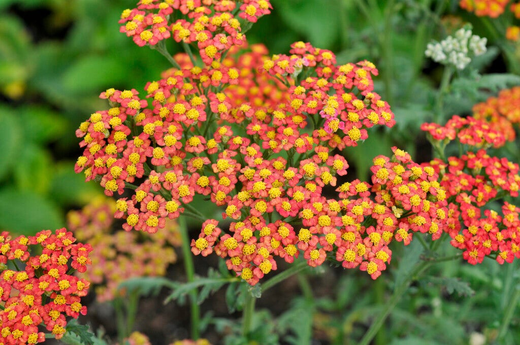 Duizendblad (Achillea 'Safran')