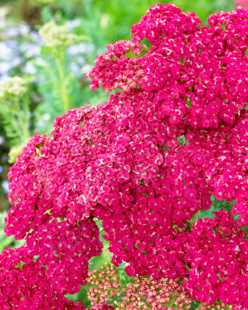 Duizendblad (Achillea 'Saucy Seduction')