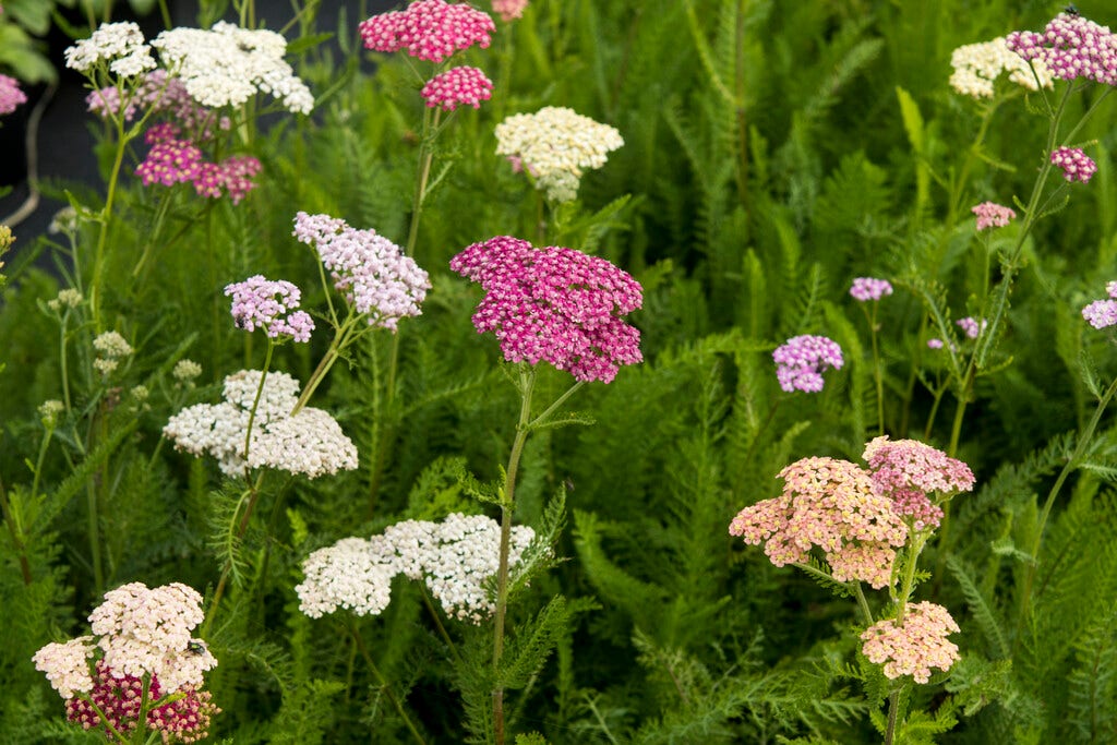 Duizendblad (Achillea 'Summer Pastels')