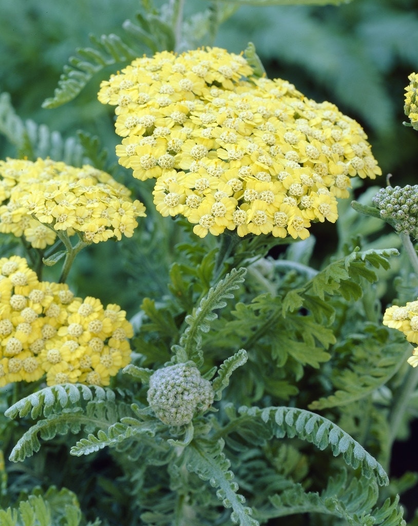 Duizendblad (Achillea 'Taygetea')