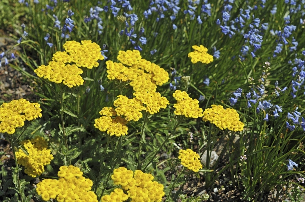 Duizendblad (Achillea tomentosa)