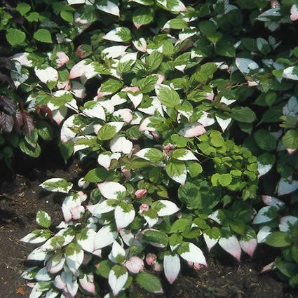 Sierkiwi (Actinidia kolomikta)