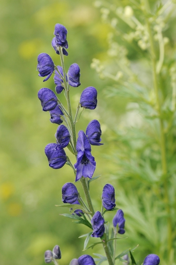 Monnikskap (Aconitum napellus)