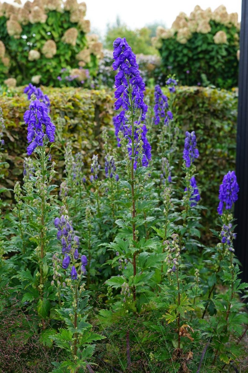 Monnikskap (Aconitum carmichaelii 'Arendsii')