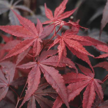 Japanse esdoorn (Acer palmatum 'Atropurpureum')