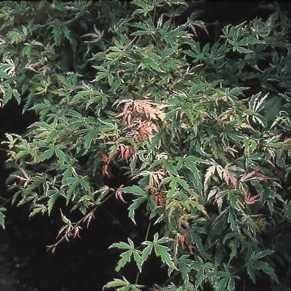 Japanse esdoorn (Acer palmatum 'Butterfly')