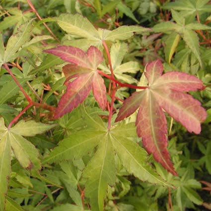 Japanse esdoorn (Acer palmatum 'Katsura')