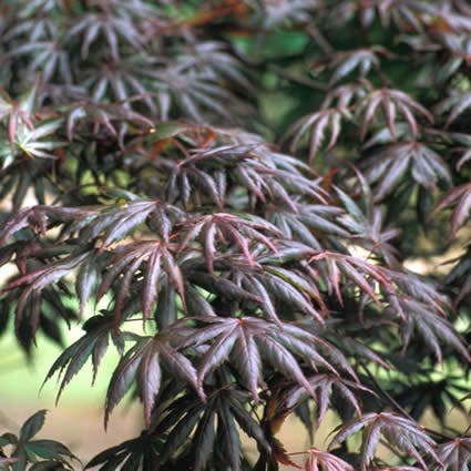 Japanse esdoorn (Acer palmatum 'Trompenburg')