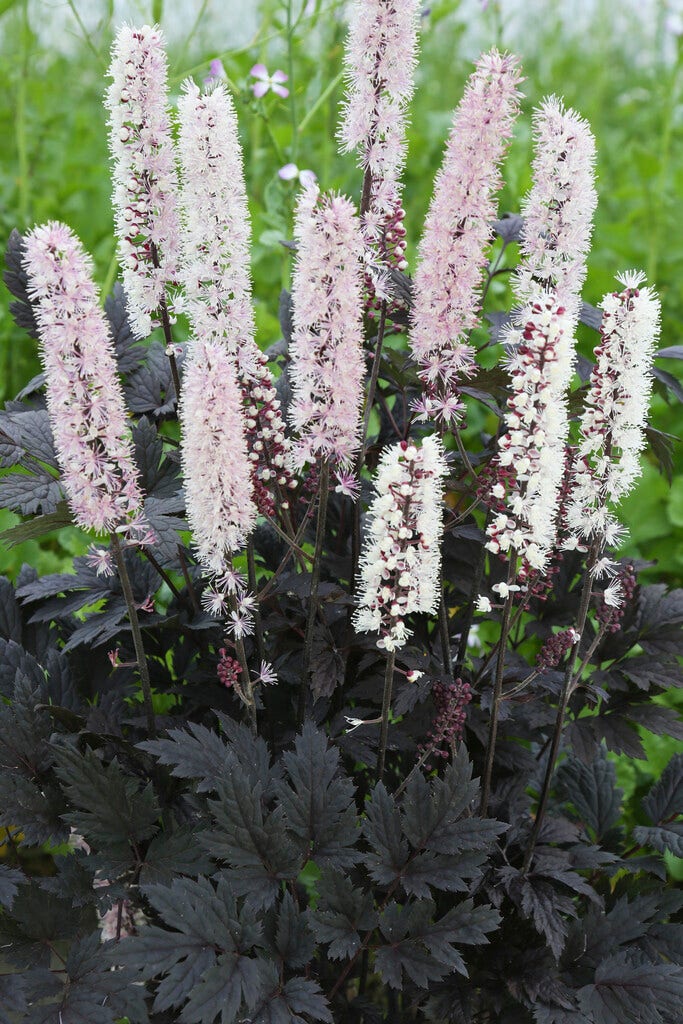 Zilverkaars (Actaea 'Chocoholic')