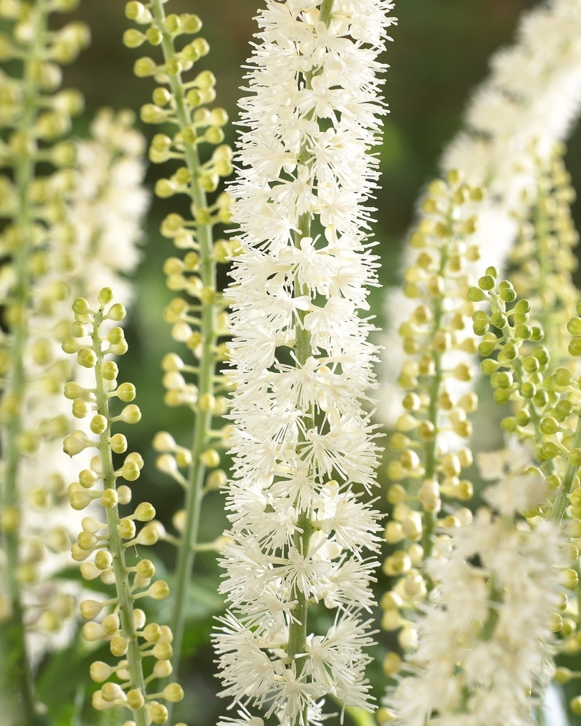 Zilverkaars (Actaea simplex 'White Pearl')