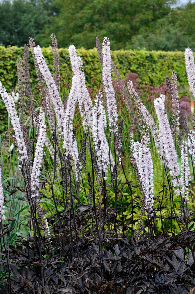 Zilverkaars (Actaea racemosa 'James Compton')