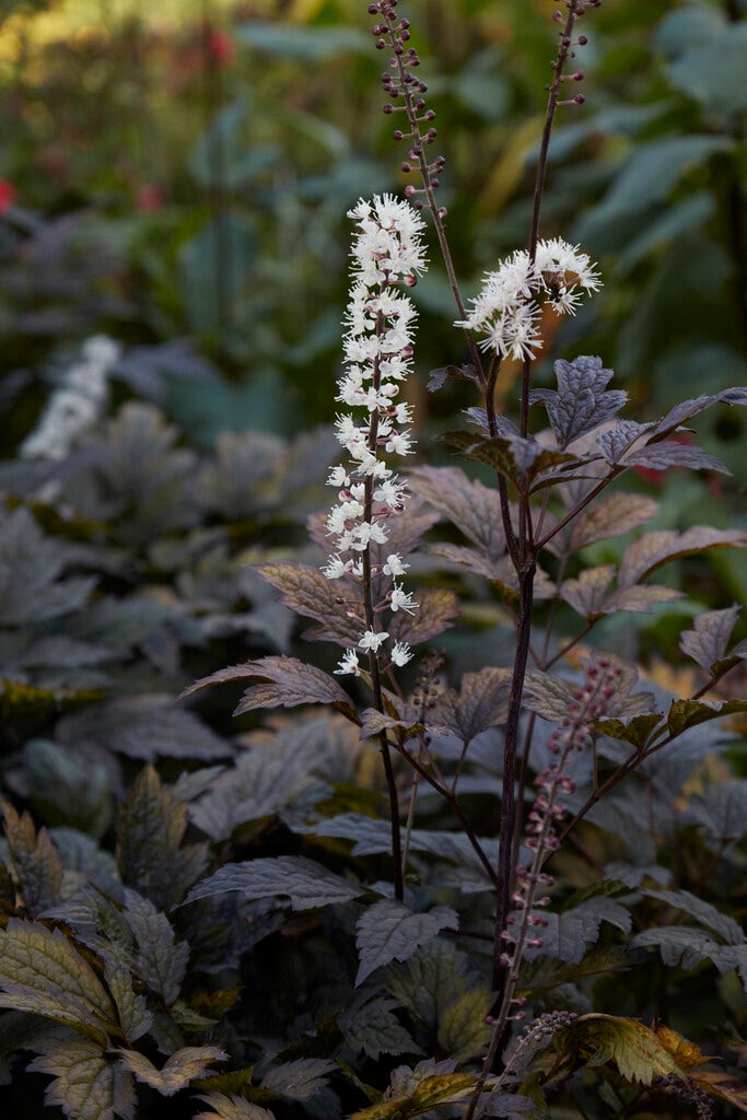 Zilverkaars (Actaea simplex 'Black Negligee')